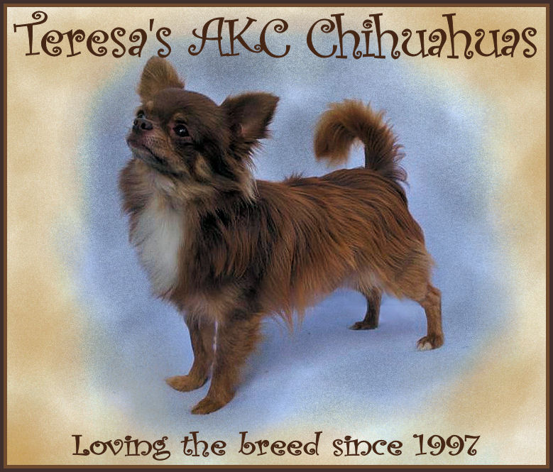 Teresa's AKC Chihuahuas