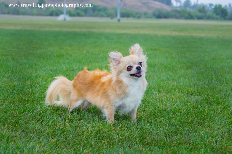 teresa's akc chihuahuas