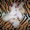 Pups @ 2 days of age.  Born: June 11, 2015