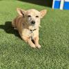 POPCORN | CHIHUAHUA MIX | 8 YEARS OLD | 9 LBS