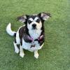 BRADEN | CHIHUAHUA MIX | 11 MONTHS OLD | 13 LBS

02/12/23