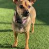 ELLIE | CHIHUAHUA MIX | 2 YEARS OLD | 10LBS

02/12/23