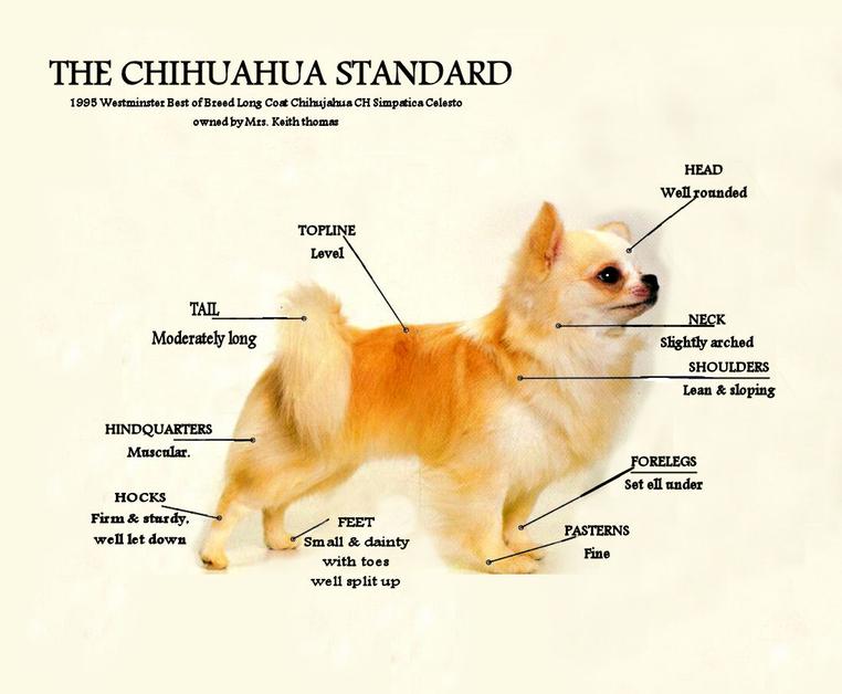 Чихуахуа порода собак описание